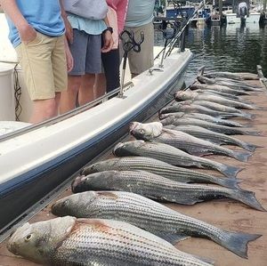 Meet your Posher, Jackson